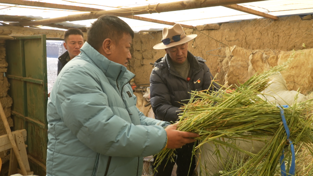 色尼区开展防灾减灾饲草料物资储备情况专项检查.png